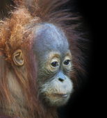 一个年轻的雄性猩猩的侧面肖像图片素材