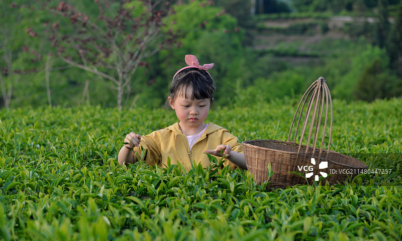 春季，在农村茶园里面采茶的女孩，湖北恩施，桅杆茶山图片素材