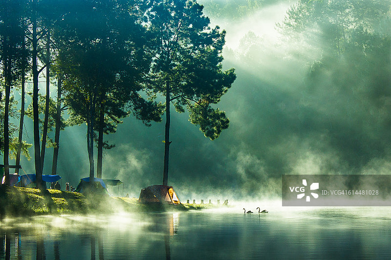 陽光在清晨的松樹在湖中圖片素材