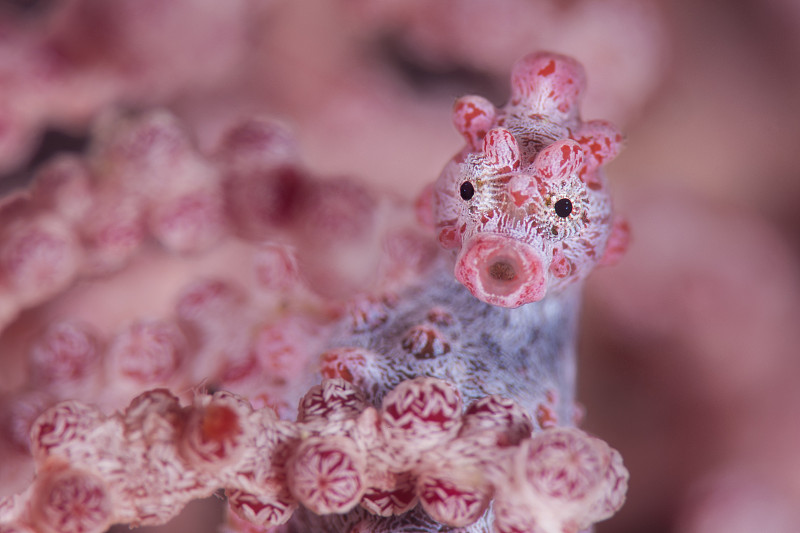 小(10毫米)侏儒海馬(海馬體bargibanti)生活偽裝Muricella sp. sea扇。比東，北蘇拉威西，印度尼西亞。摩鹿加海Lembeh海峽。圖片素材