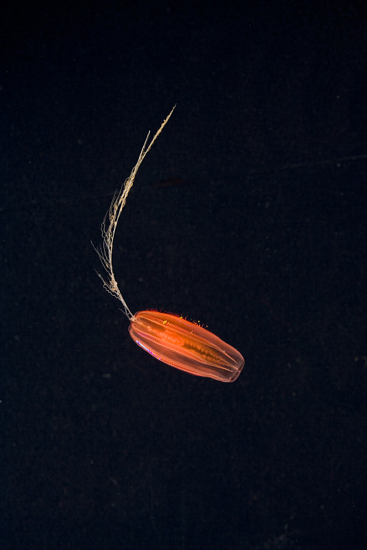 紅cydippiccomb jelly {Ctenophora}中水生，大西洋緬因灣圖片素材