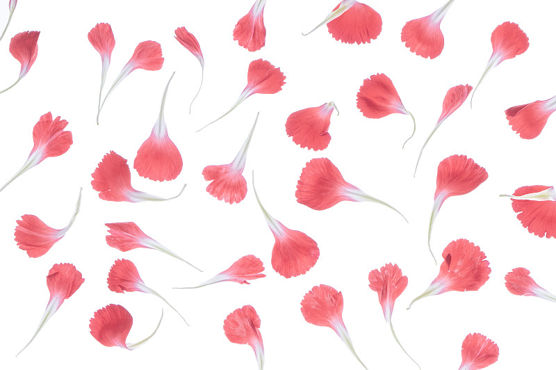 透光下新鮮美麗的康乃馨花瓣背景圖片素材