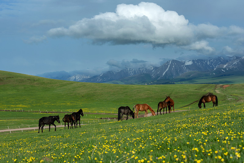 草原上吃草的馬群圖片素材