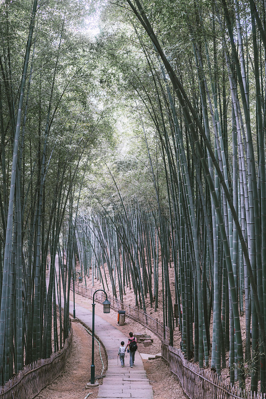 竹林漫步圖片素材