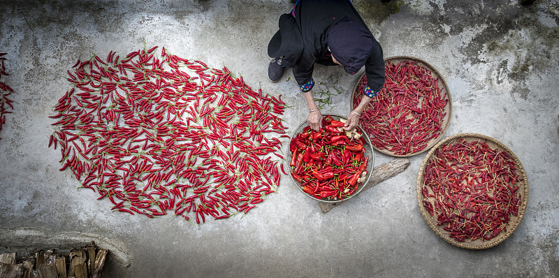 從上往下看，中國龍勝的一名揀紅辣椒的婦女圖片素材