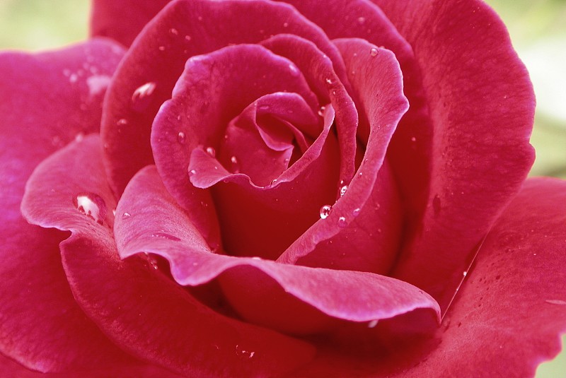 玫瑰花盛開的特寫攝影圖片素材