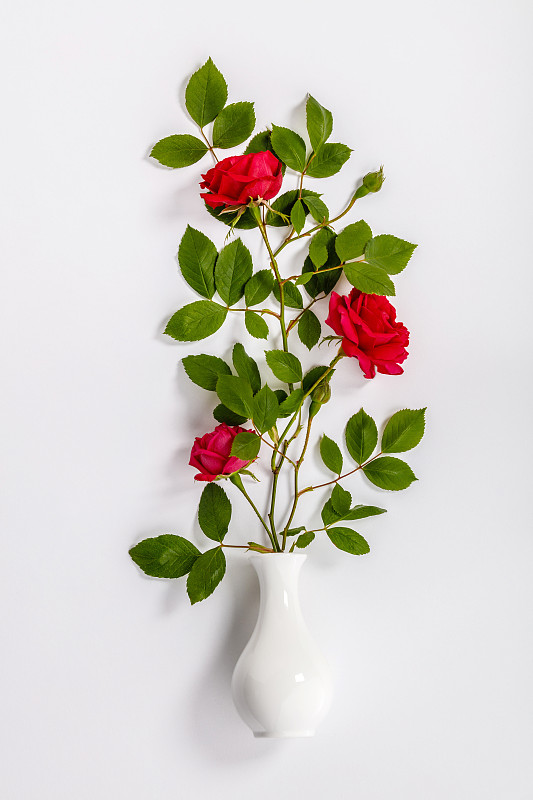 紅玫瑰和白花瓶圖片素材