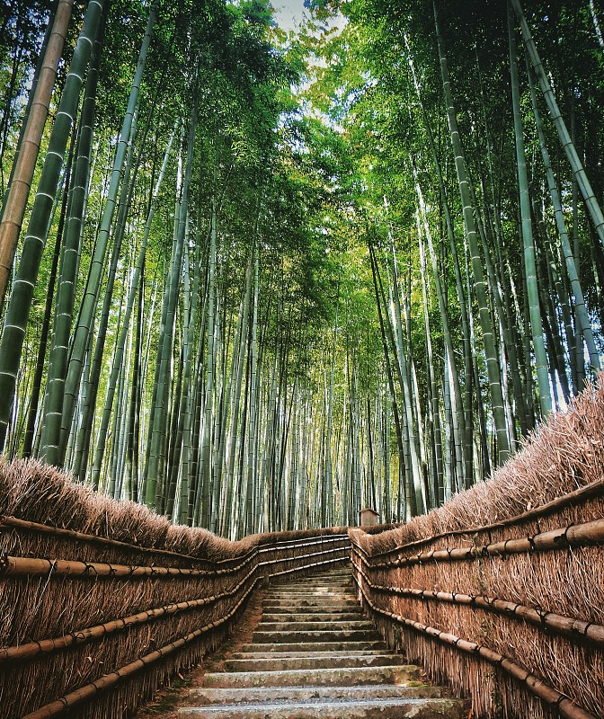 低角度的竹林，京都，日本圖片素材