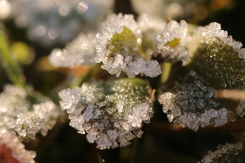 冰凍植物的特寫圖片素材