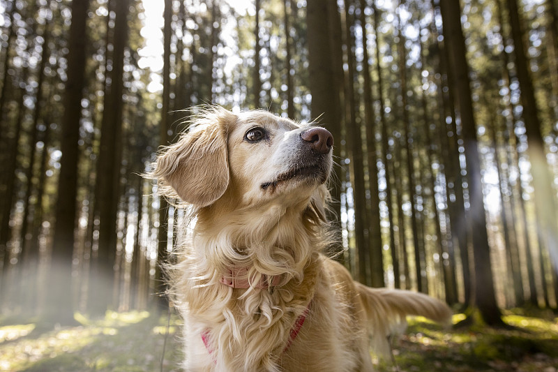 德国，狗狗站在森林里仰视的低角度图片下载