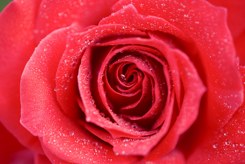 紅玫瑰甜蜜愛情圖片下載