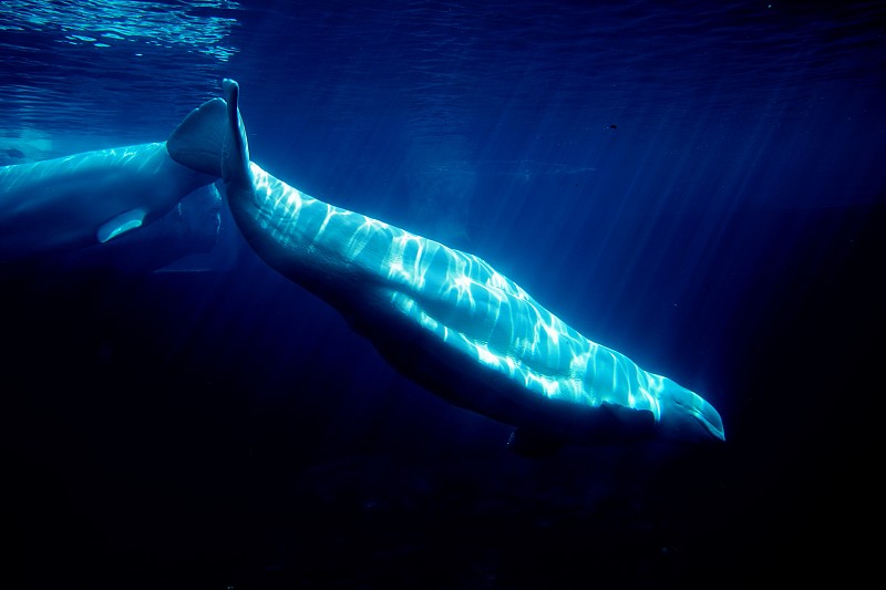 鲸鱼，低处的女人在海里游泳图片下载