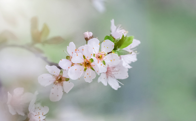 春日盛开的樱花图片下载