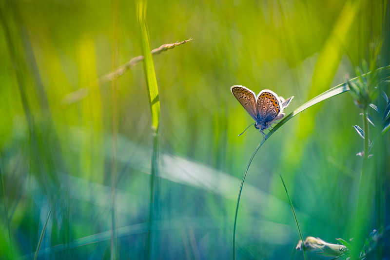 草地上的蝴蝶特写图片下载