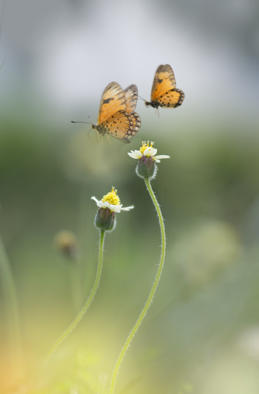 两只热带蝴蝶在两朵花的上方半空中飞翔。图片下载