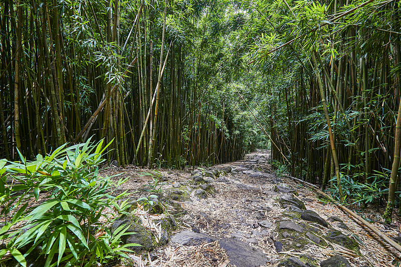 竹林，哈納森林保護區，哈納，毛伊島，夏威夷，美國圖片素材