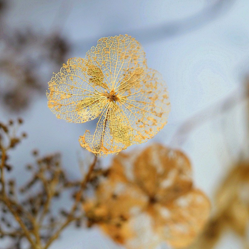 秋季黃色開花植物特寫圖片素材