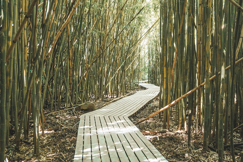 森林中的竹子圖片素材