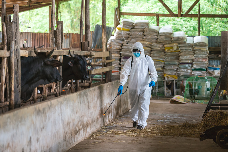 日本和牛農場的清潔和消毒，亞洲農民穿著防護服，戴口罩和噴淋袋圖片素材