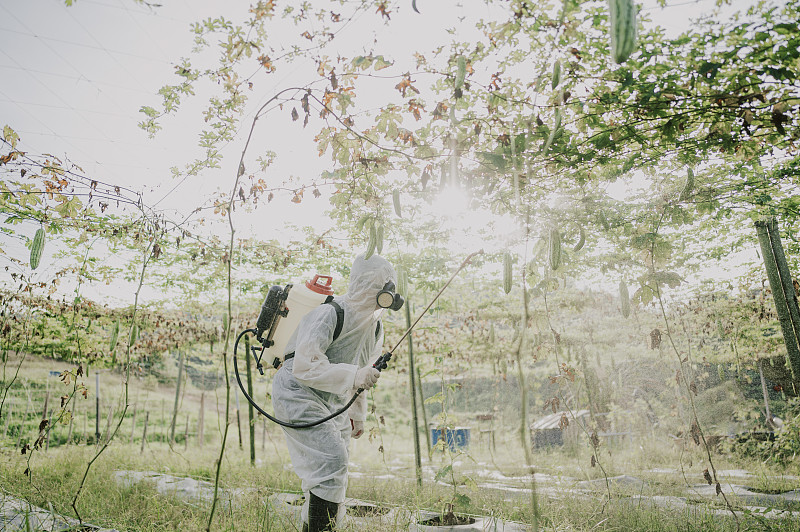 an asian chinese female farmer with protective suit spraying on bitter groud plants in the farm for disinfection圖片素材