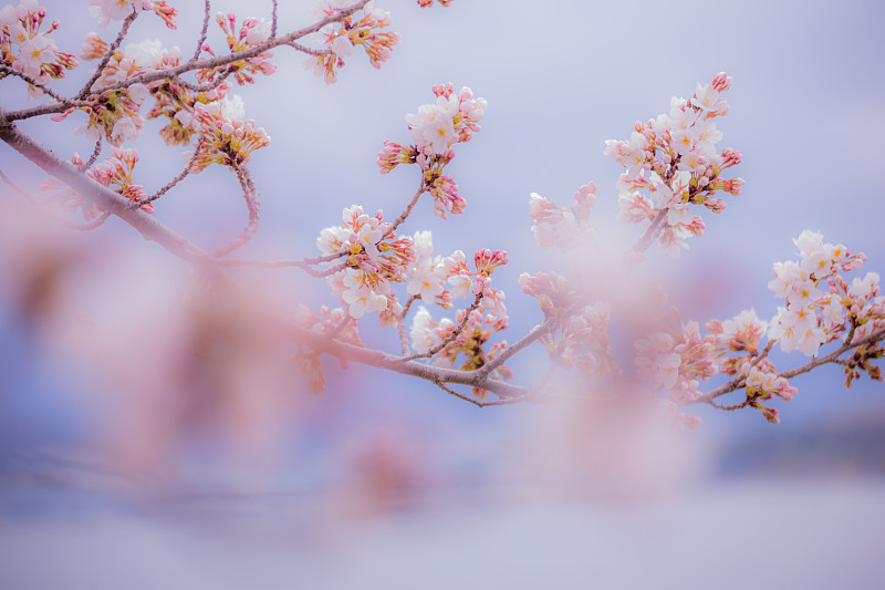 低角度觀看春天的櫻花圖片素材