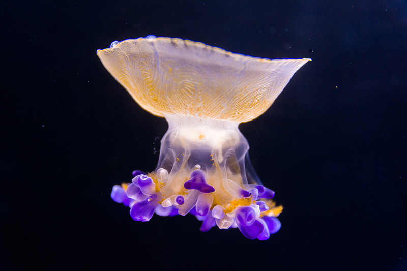 美麗的水母漂浮在水族館的水里圖片素材