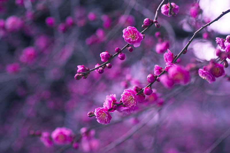 粉紅色日本梅花圖片素材