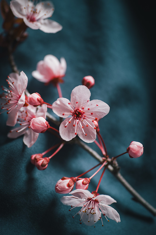 一个樱花的特写镜头，与其他花朵的焦点在一个蓝色的背景图片下载