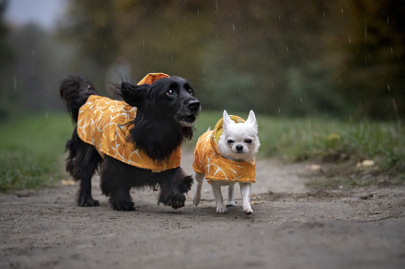 兩條穿著雨衣的狗在散步攝影圖片