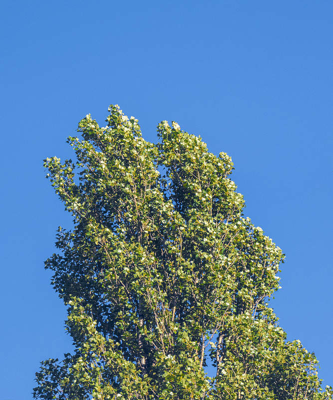翠綠的樹梢襯托著湛藍的天空攝影圖片