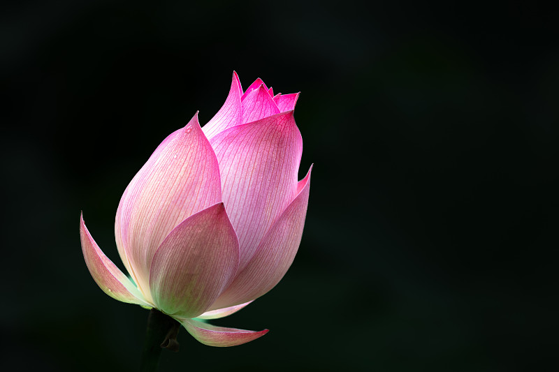 黑色背景上的粉色蓮花攝影圖片