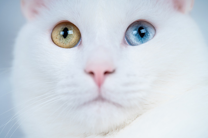美麗的白貓，雙色眼睛圖片下載