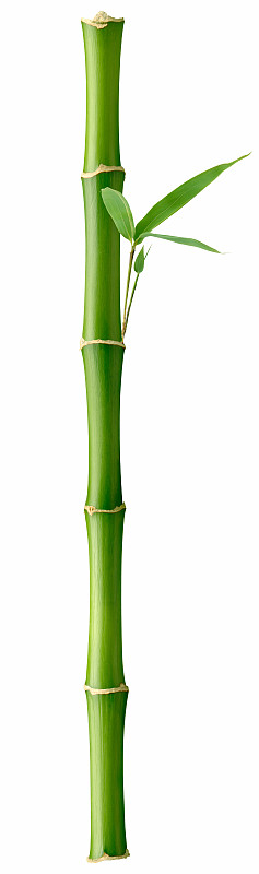 高大的竹子圖片素材