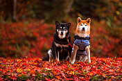 红叶上的秋田犬图片素材