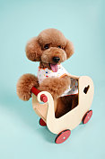 坐在小木车里的泰迪犬图片素材