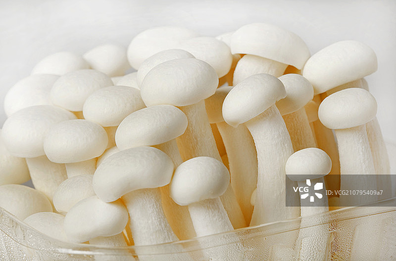 静物蘑菇图片素材