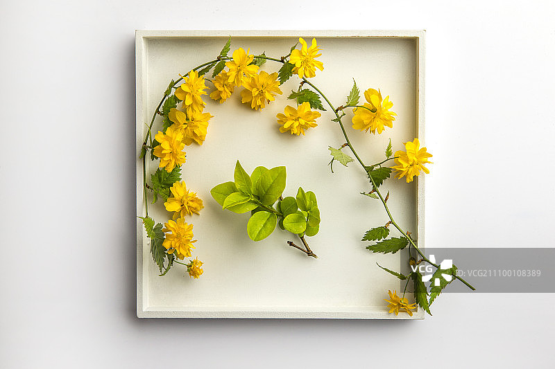 黄花与方盘图片素材