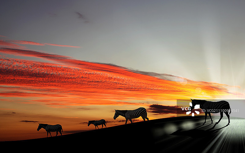日落背景与四个黑色斑马的剪影图片素材
