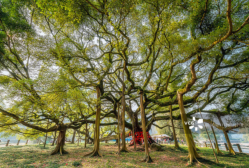 广西桂林大榕树景区图片素材