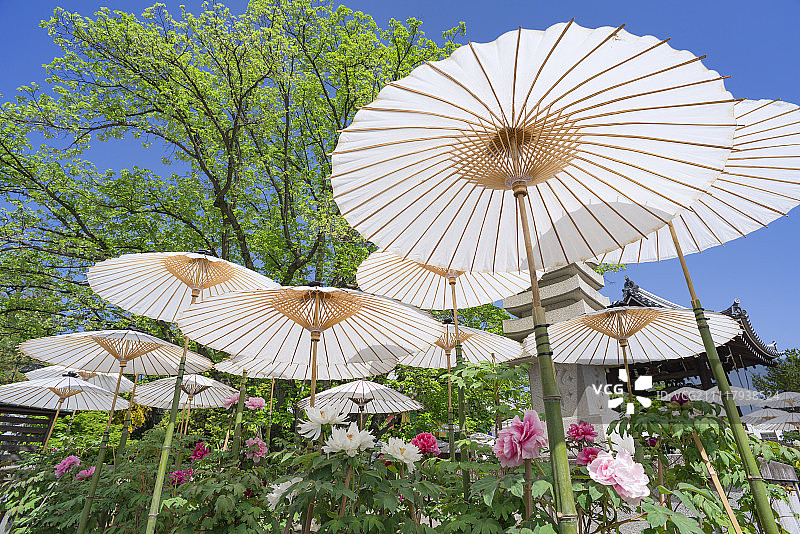 牡丹花遮阳伞，牡丹花园，御国寺，长冈市，日本京都县图片素材