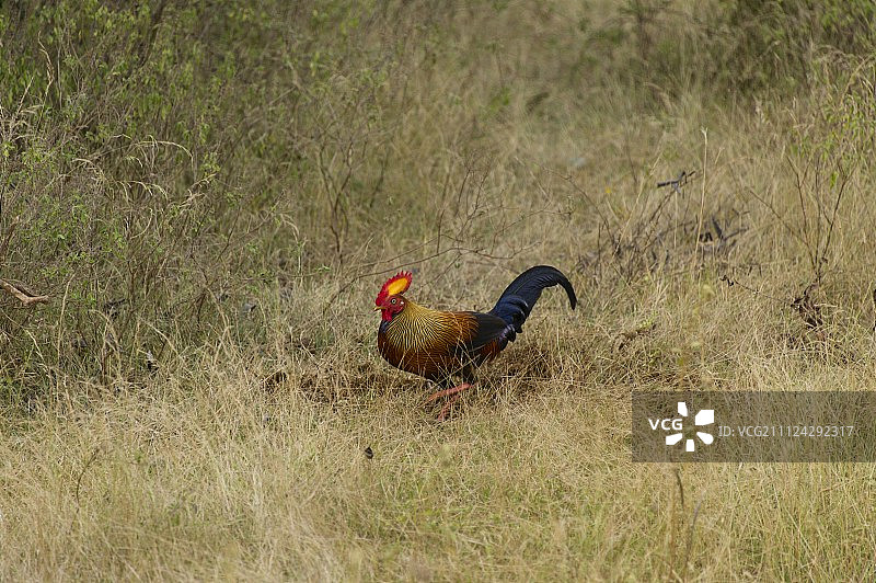 斯里兰卡亚拉国家公园草地上的公鸡图片素材