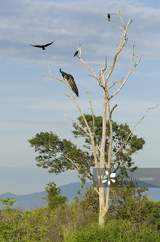 斯里兰卡Udawalawe国家公园树上的孔雀图片素材
