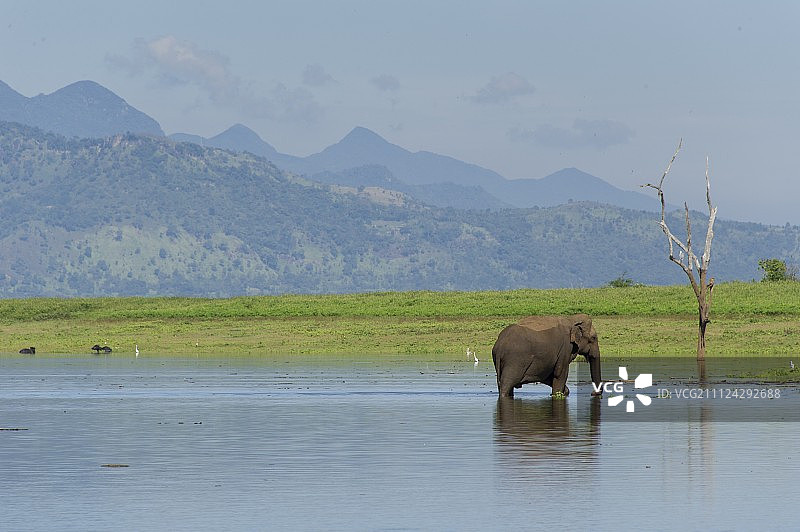 斯里兰卡乌瓦省的Udawalawe国家公园，水中的大象图片素材