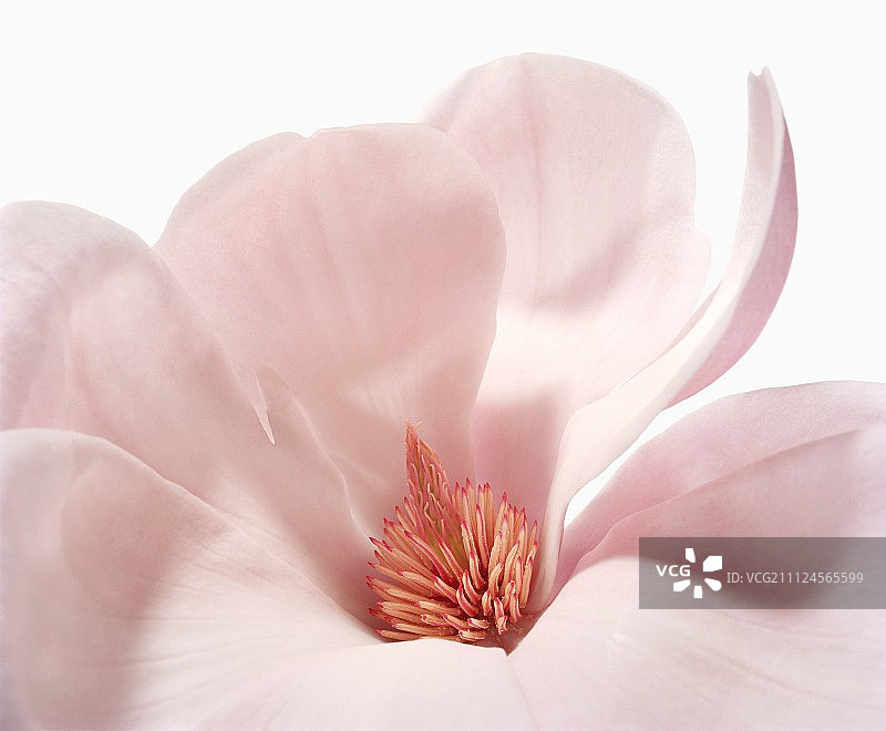 木兰森林的粉红色花在白色背景的特写图片素材