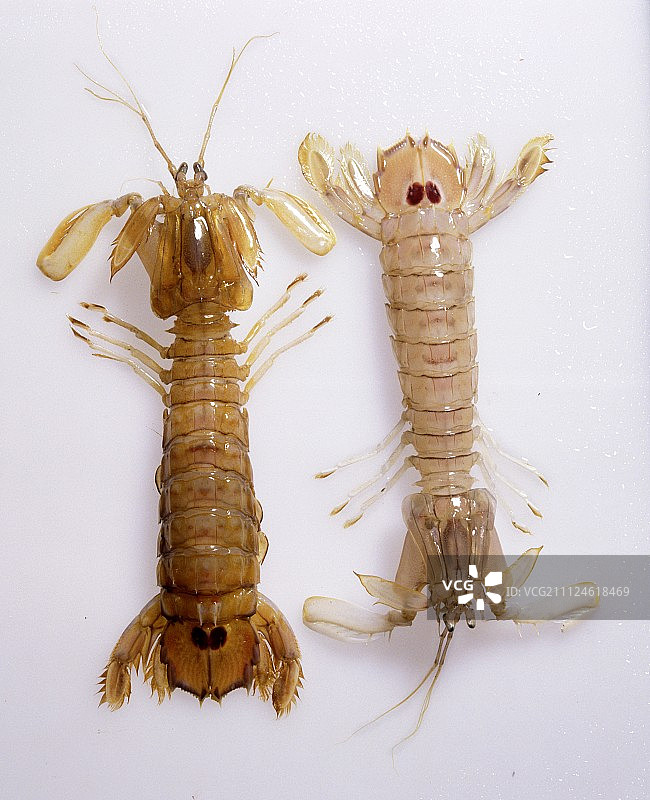 两个熟的生螳螂虾在白色的背景图片素材