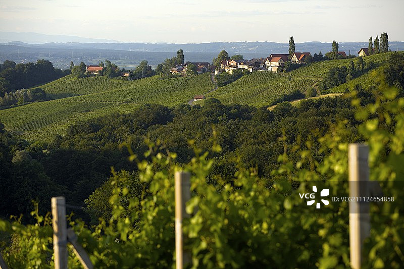 奥地利南部Styria的Gamlitz Ekberg的葡萄园图片素材