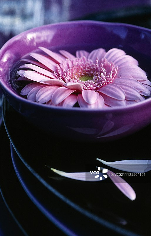 粉红色的花在一碗水里图片素材
