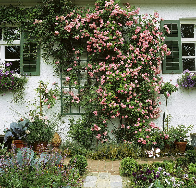 小屋花园和大量开花的攀缘蔷薇在房屋正面的栅格上图片素材