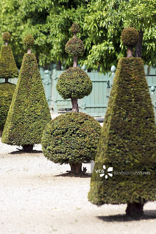 凡尔赛宫花园里的黄杨树图片素材
