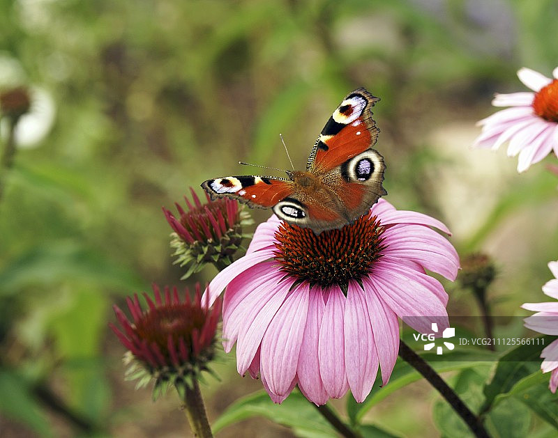 孔雀蝶在紫锥菊上图片素材
